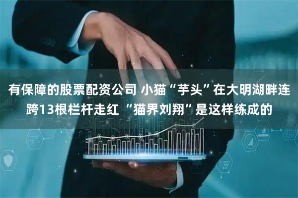 有保障的股票配资公司 小猫“芋头”在大明湖畔连跨13根栏杆走红 “猫界刘翔”是这样练成的